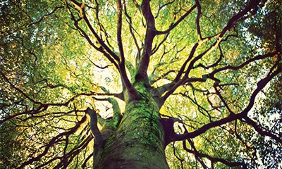 A tree with full leaves as seen from below